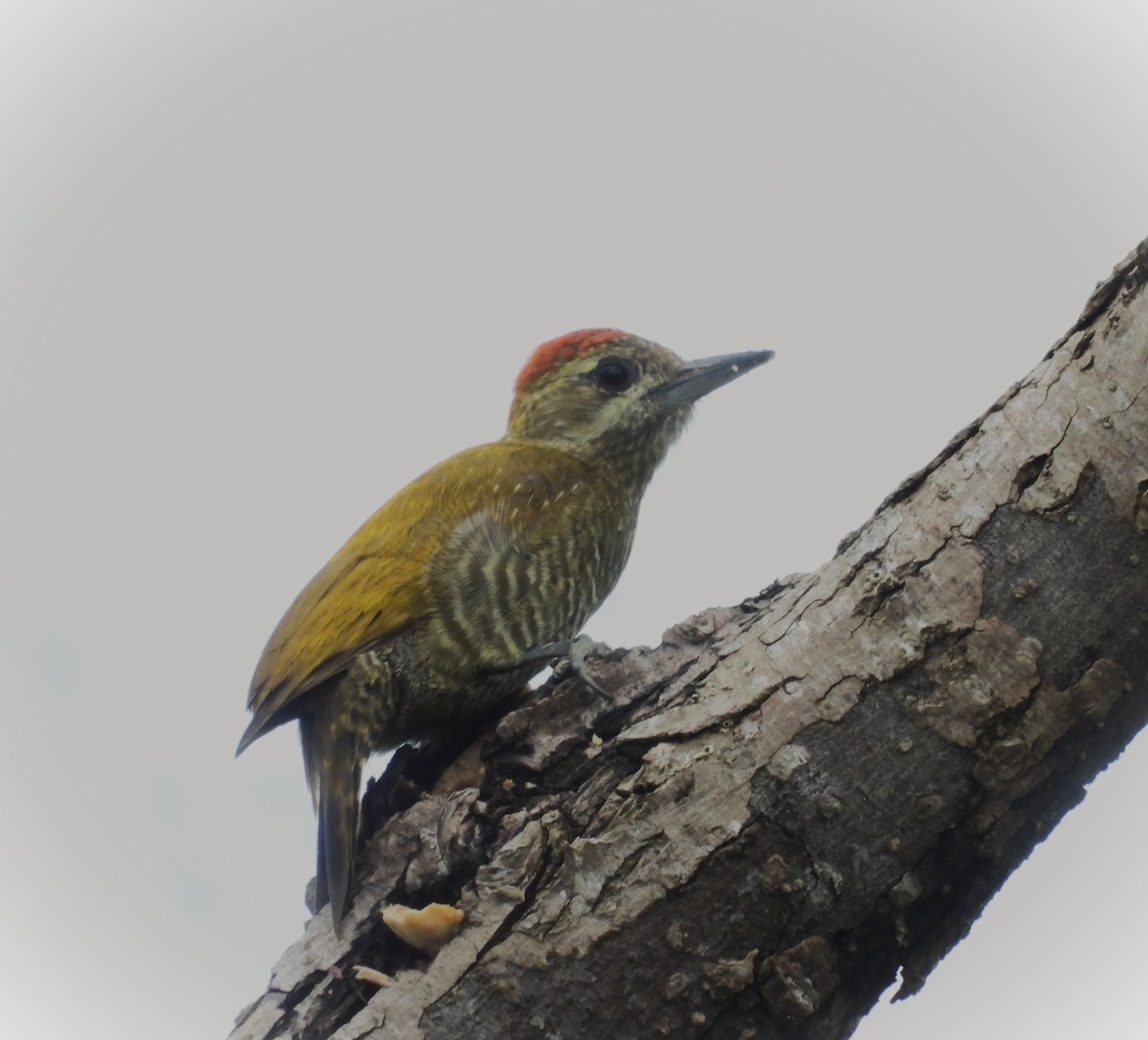 ヒメハゲラ - ML646375022