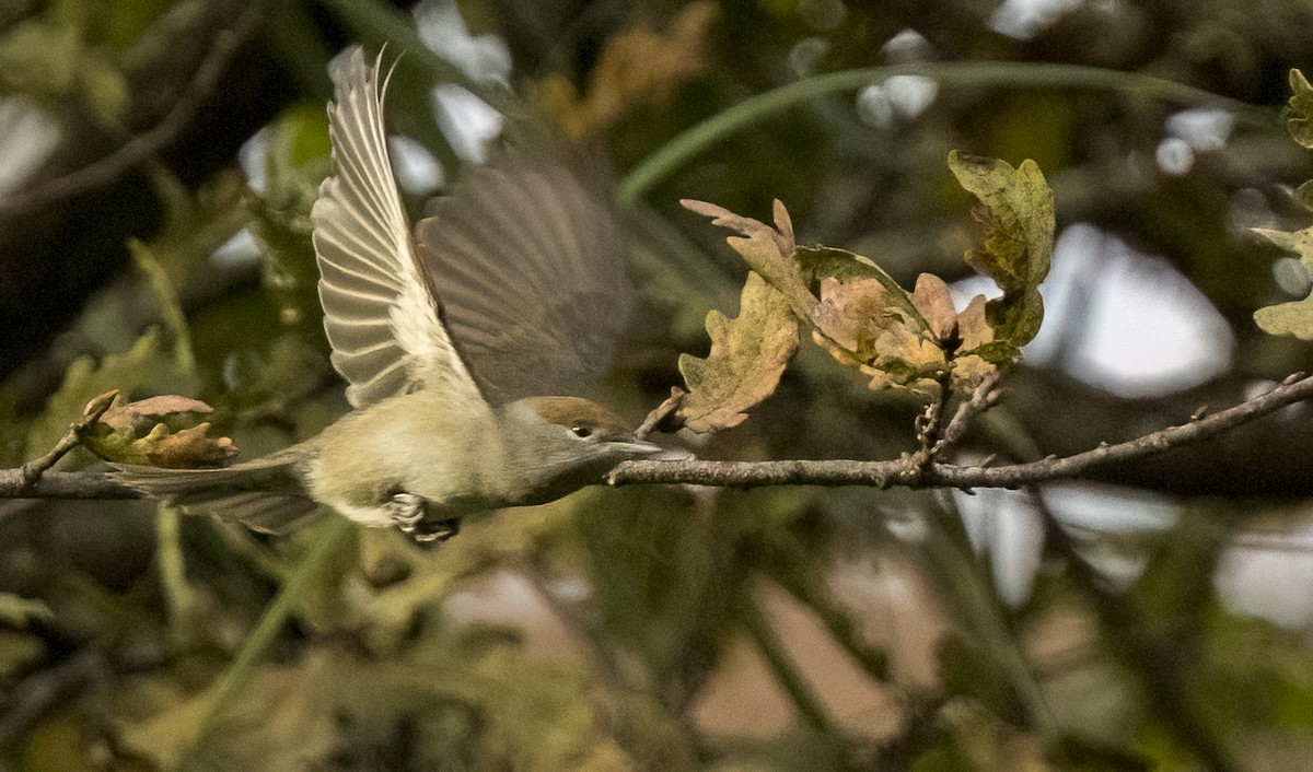 Халимагт зэржгэнэ - ML646375023