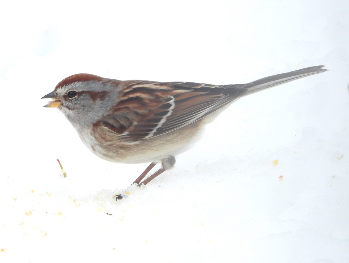 American Tree Sparrow - ML646375024
