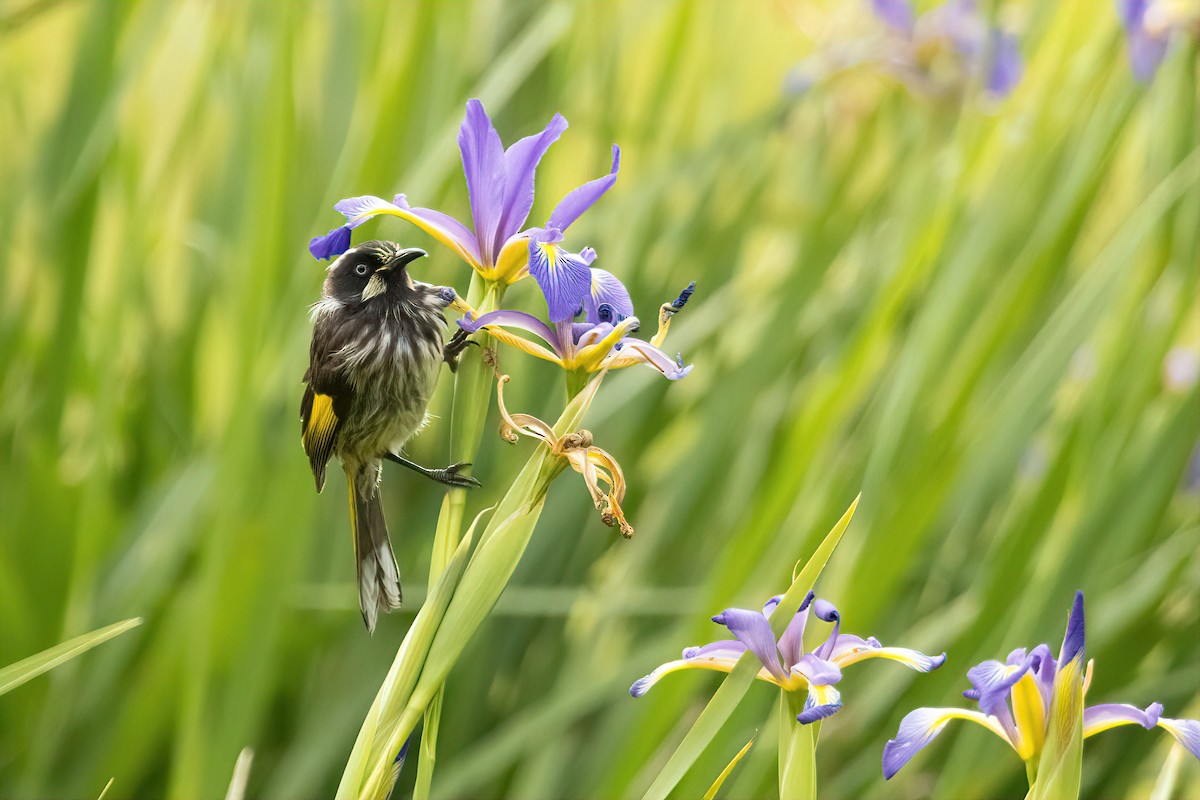 New Holland Honeyeater - ML646375026