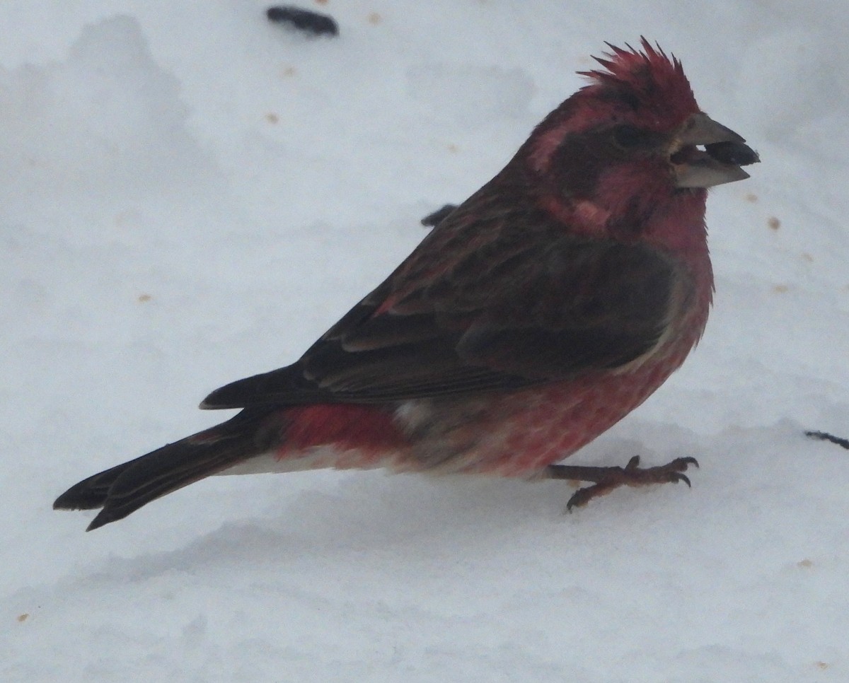 Purple Finch - ML646375028