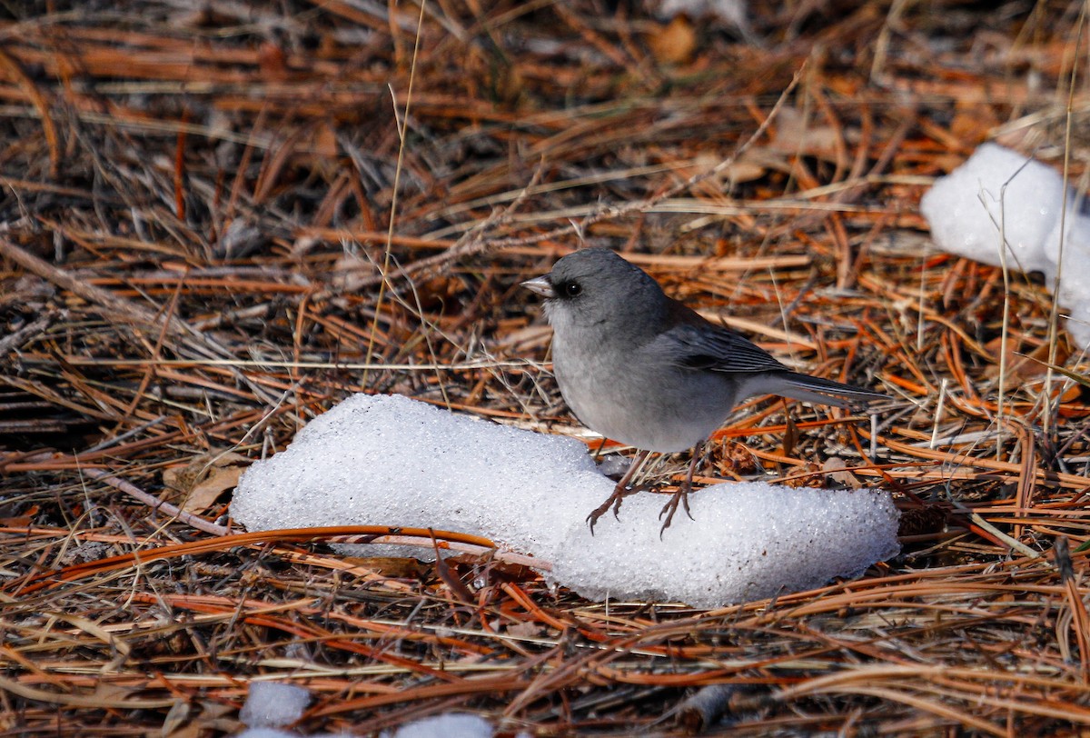 Dark-eyed Junco (Gray-headed) - ML646375029
