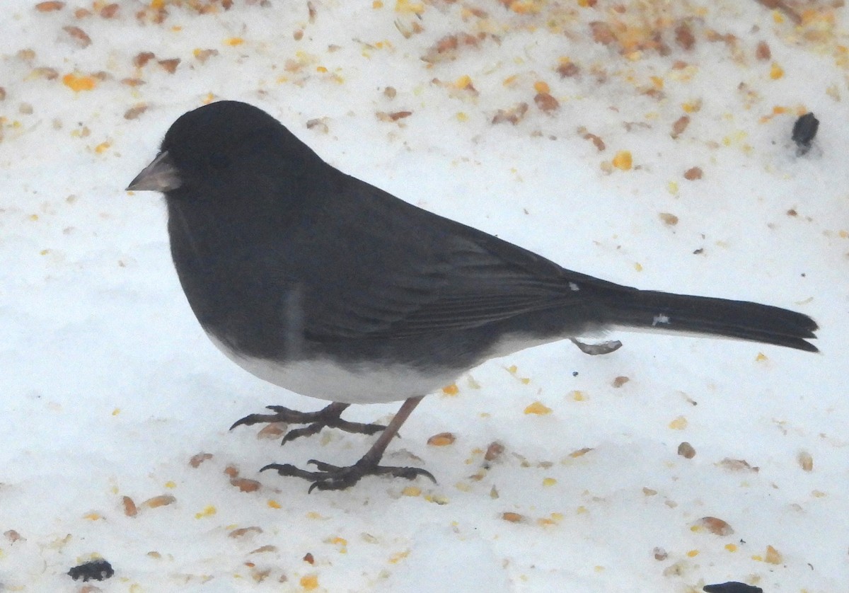 Dark-eyed Junco - ML646375034