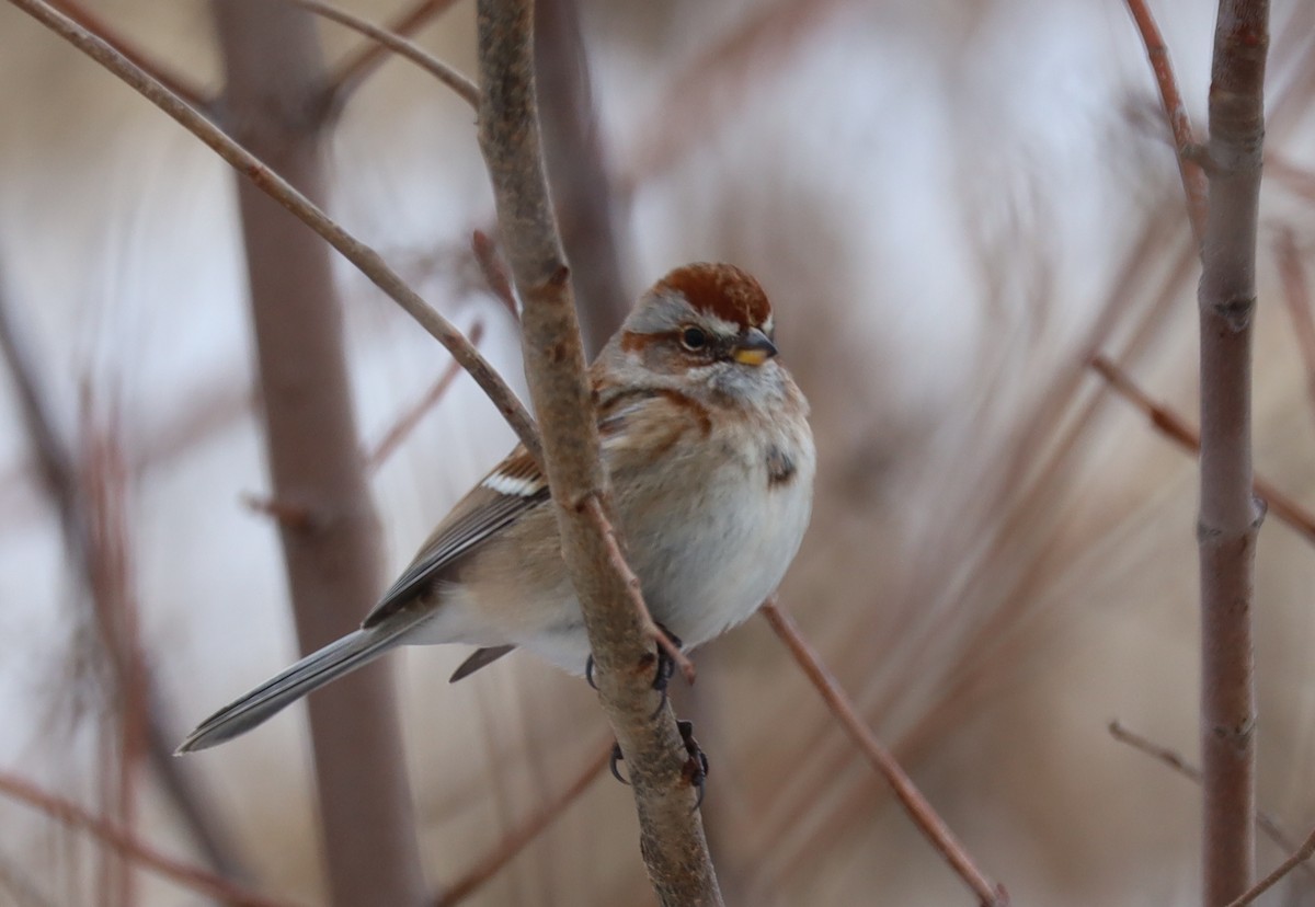 American Tree Sparrow - ML646375037