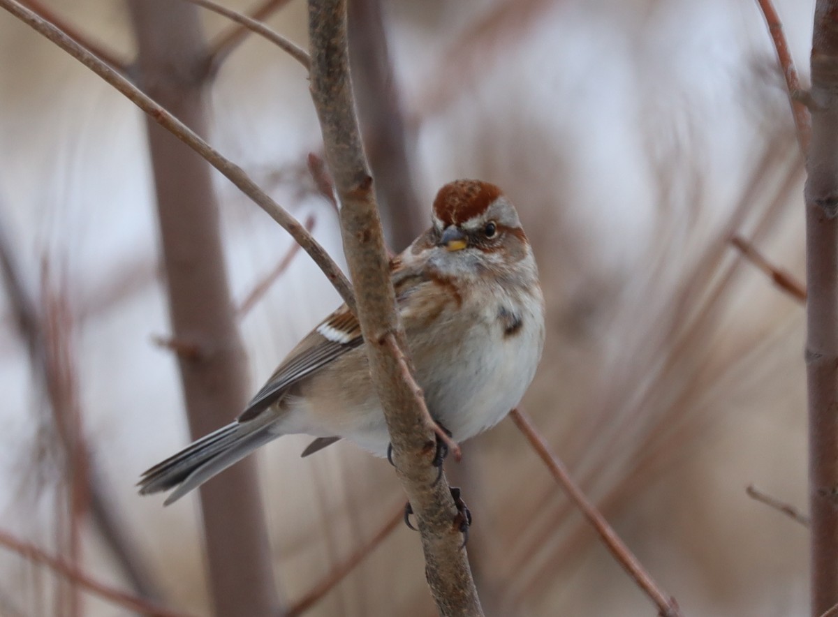 American Tree Sparrow - ML646375038