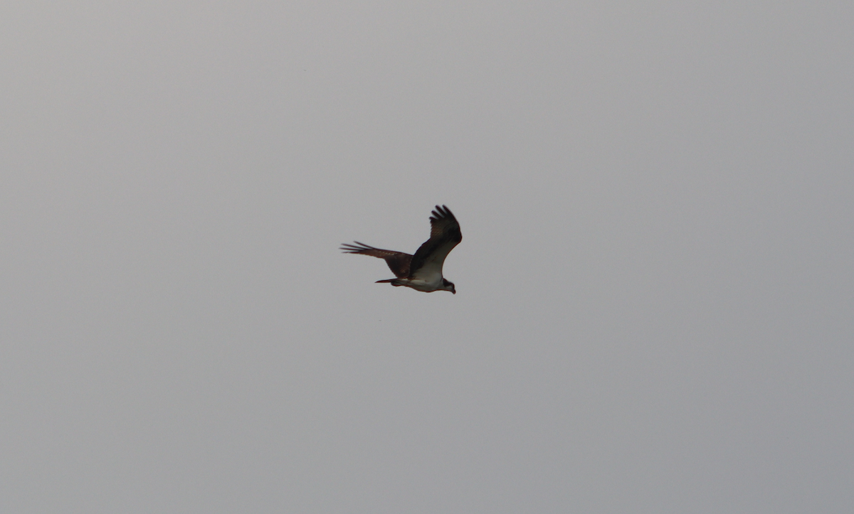 Falco pescatore - ML646375039