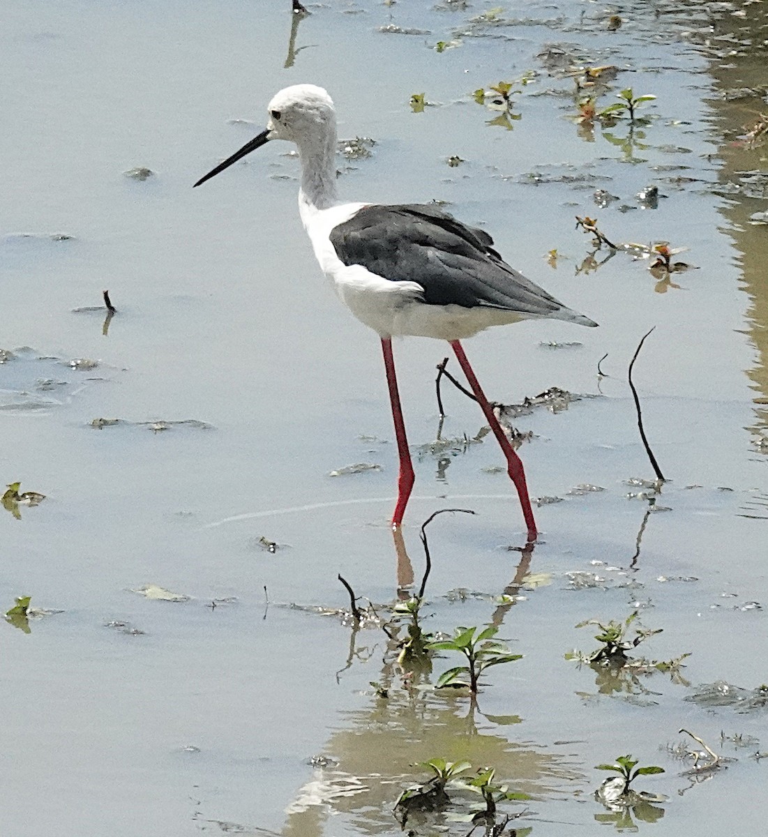 Black-winged Stilt - ML646375040