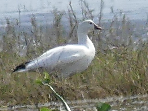 Snow Goose - ML646375041