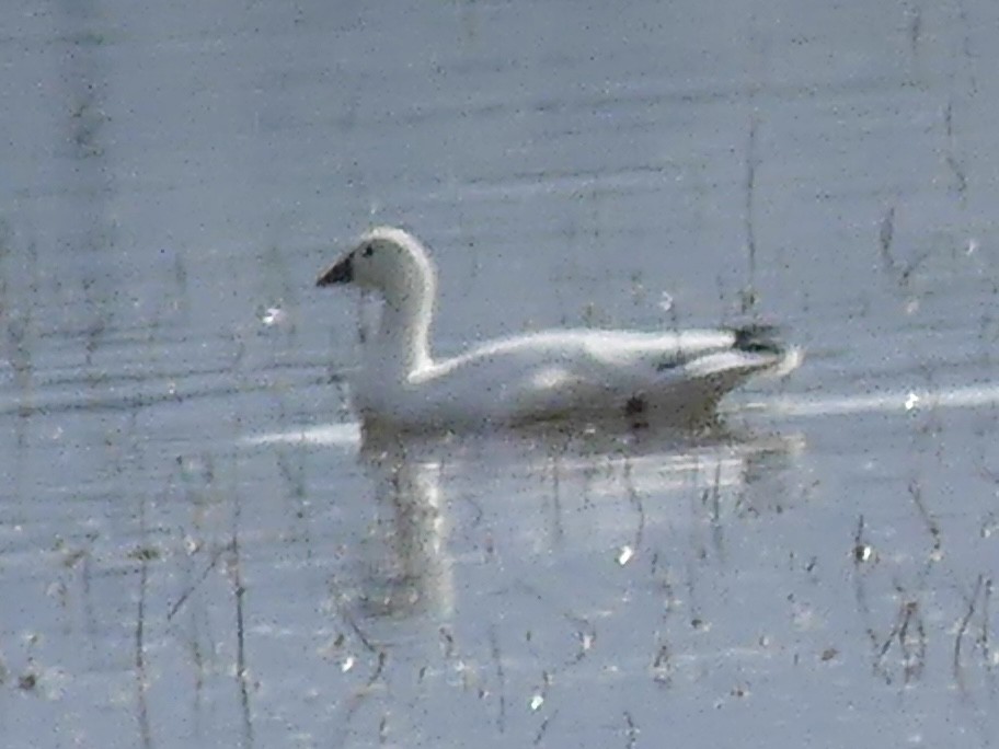 Snow Goose - ML646375042