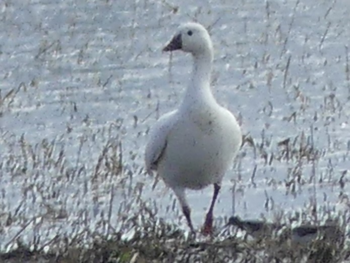 Snow Goose - ML646375043