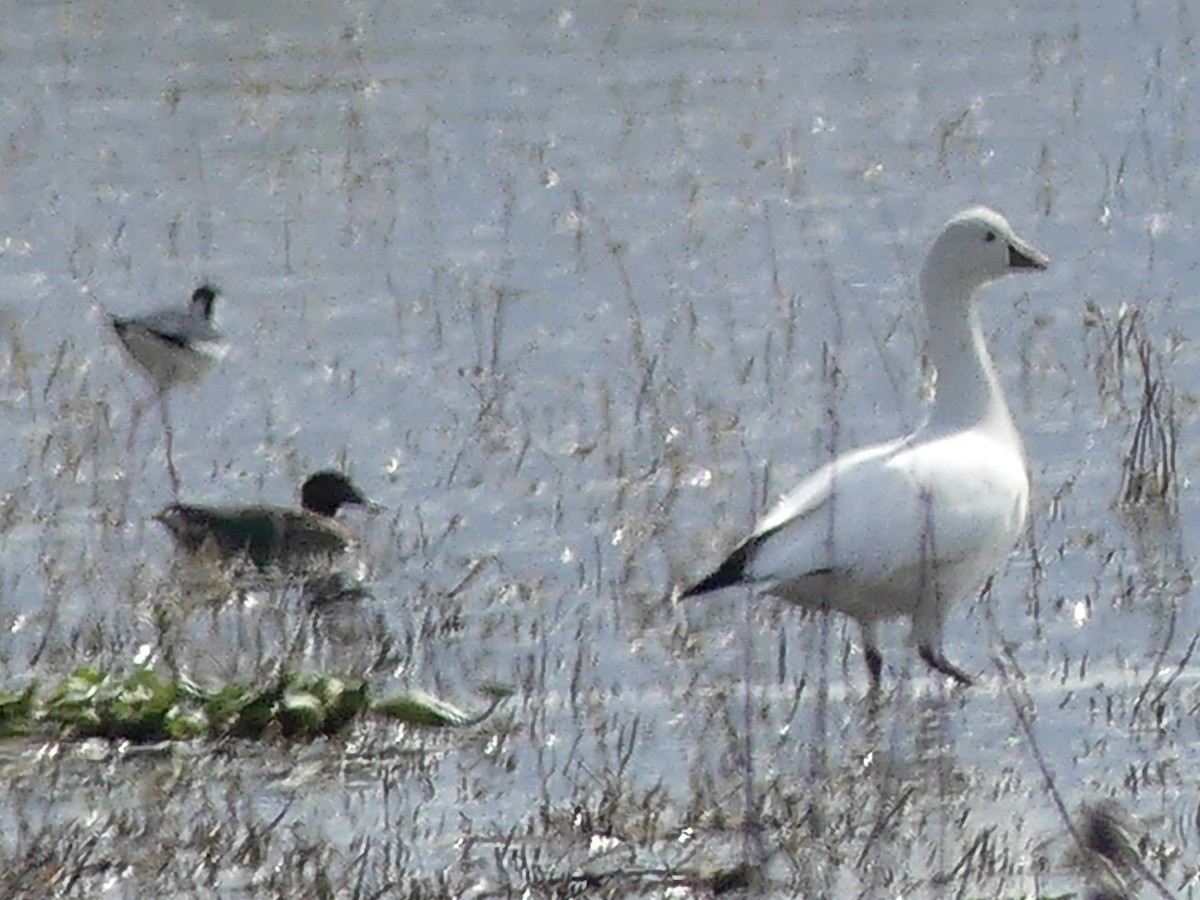 Snow Goose - ML646375044