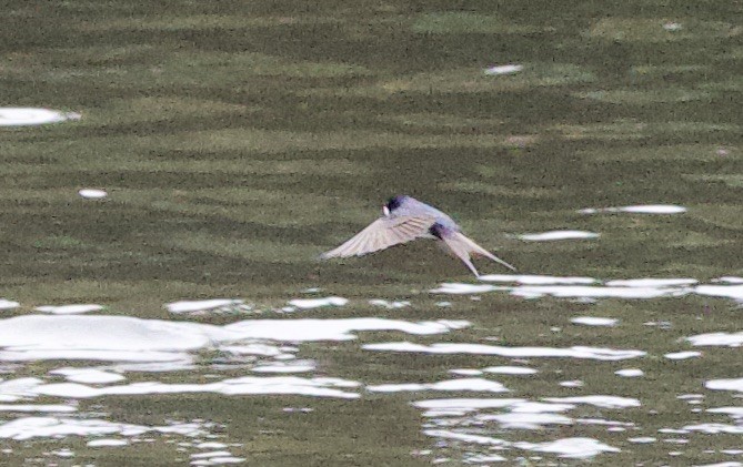 Brown-bellied Swallow - ML646375046