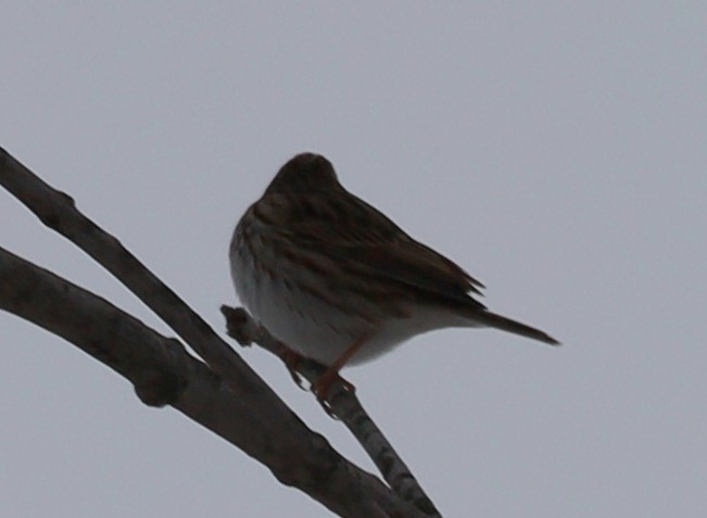 Savannah Sparrow - ML646375048