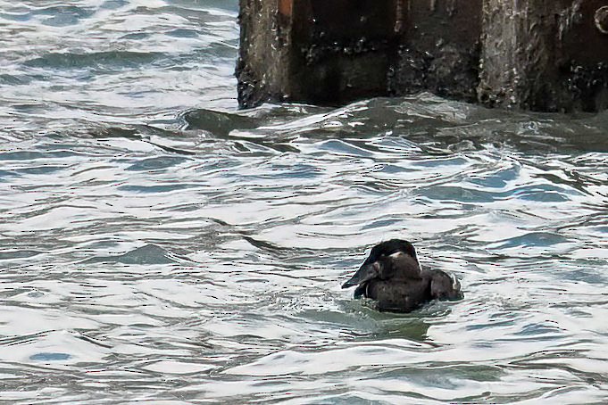 Турпан горбатодзьобий - ML646375054