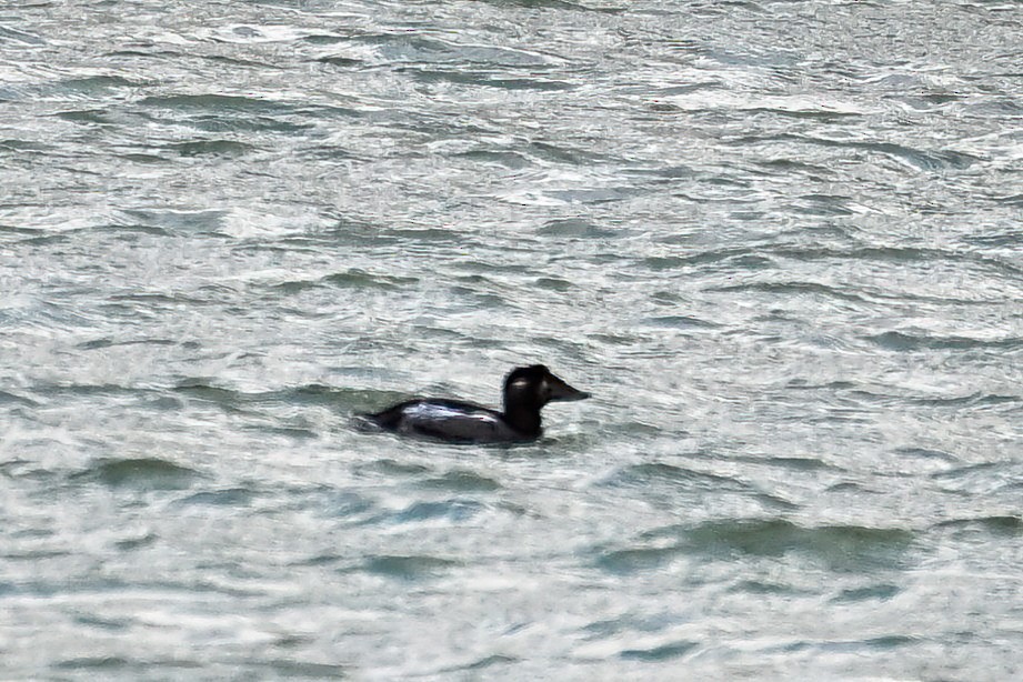 Турпан горбатодзьобий - ML646375055