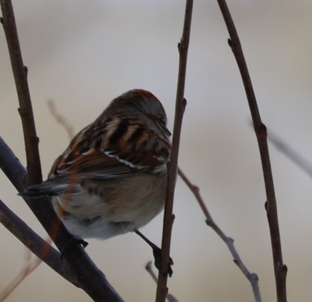 American Tree Sparrow - ML646375058