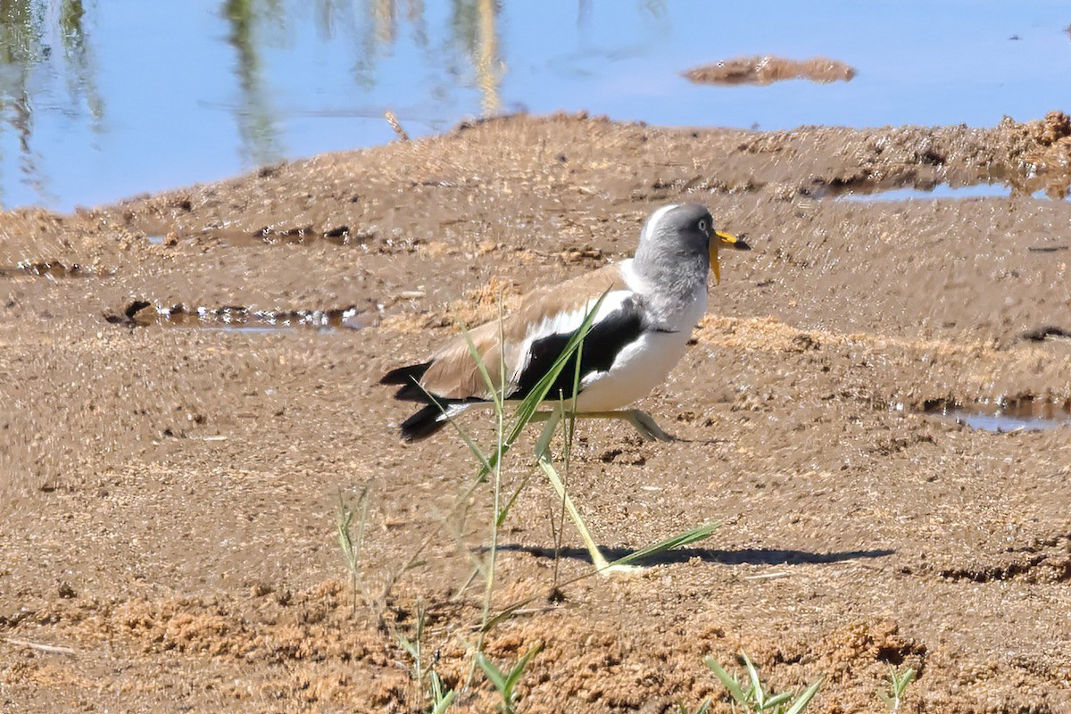 White-crowned Lapwing - ML646375059