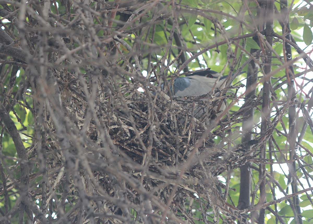 Black-crowned Night Heron - ML646375061