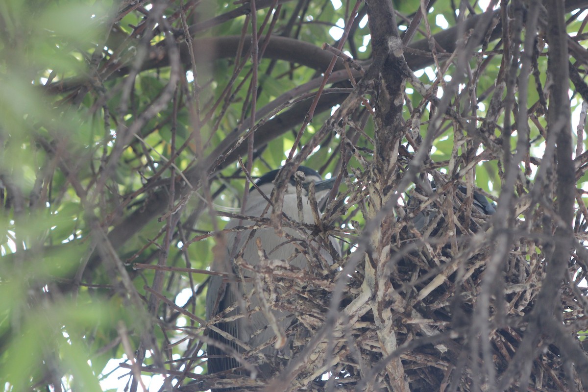 Black-crowned Night Heron - ML646375062