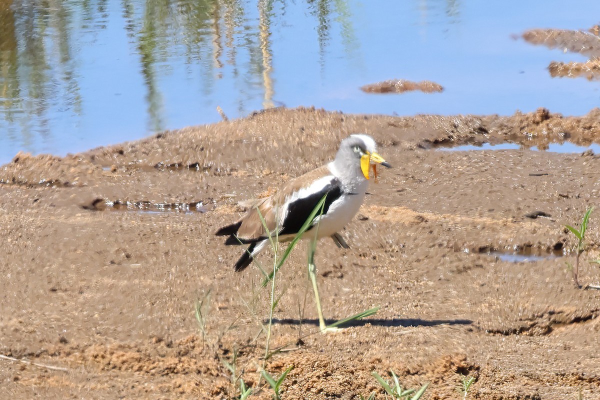 White-crowned Lapwing - ML646375063