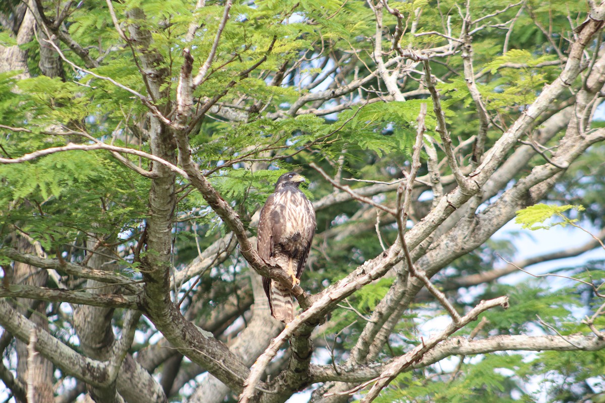 Common Black Hawk - ML646375064