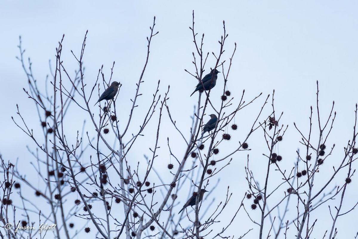 Rusty Blackbird - ML646375065