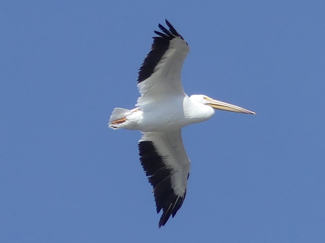 American White Pelican - ML646375066