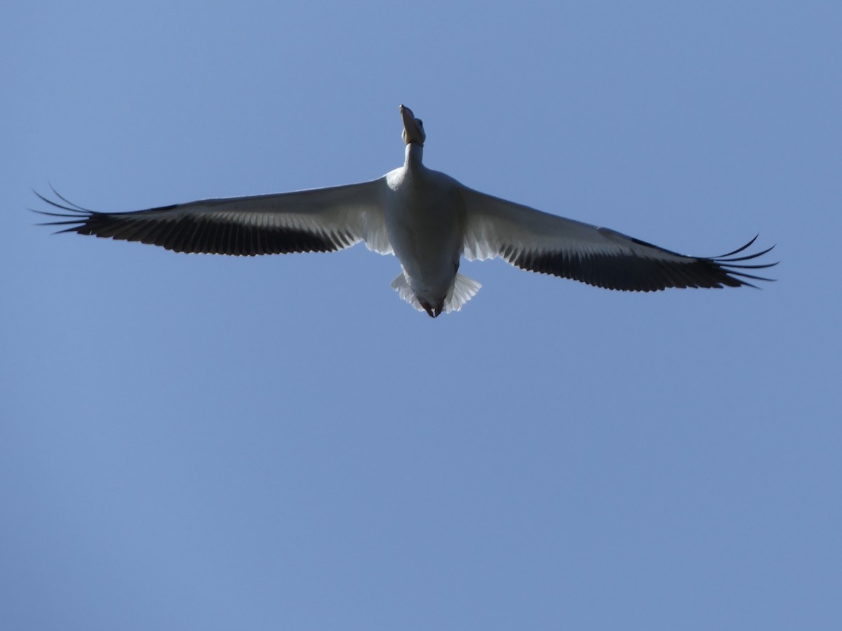 Amerika Pelikanı - ML646375067