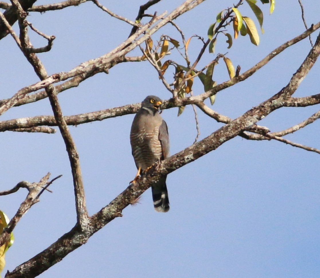 Yol Şahini - ML646375070