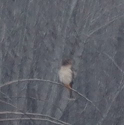 Northern Harrier - ML646375072