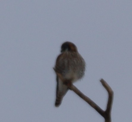American Kestrel - ML646375074