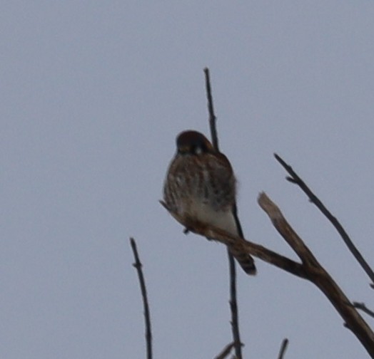 American Kestrel - ML646375075