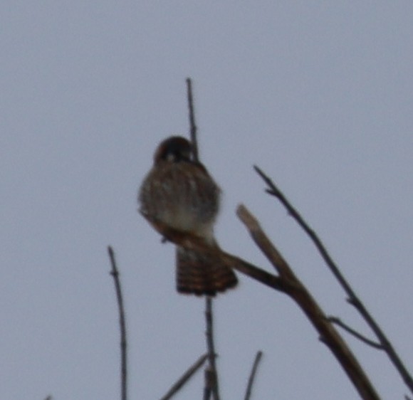 American Kestrel - ML646375076