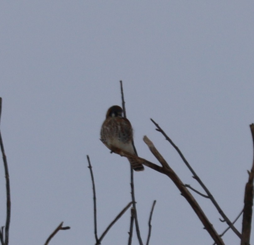 American Kestrel - ML646375077