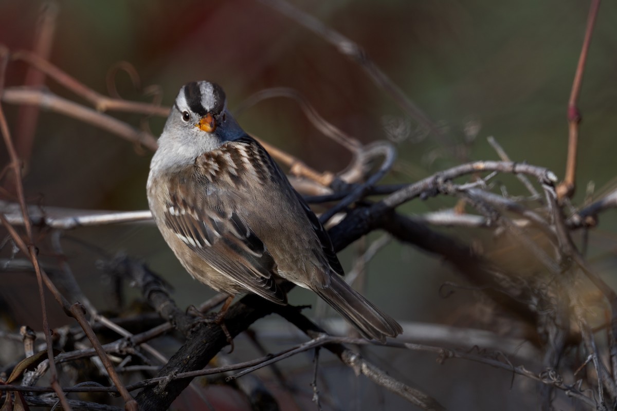 White-crowned Sparrow - ML646375080