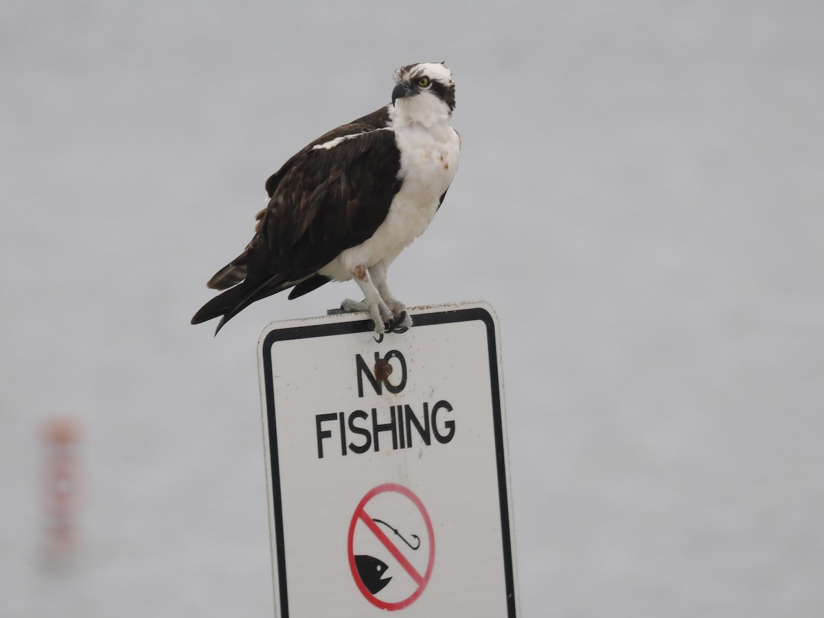 Osprey - ML646375081