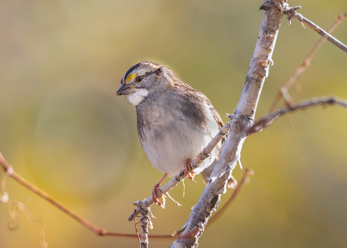 White-throated Sparrow - ML646375083
