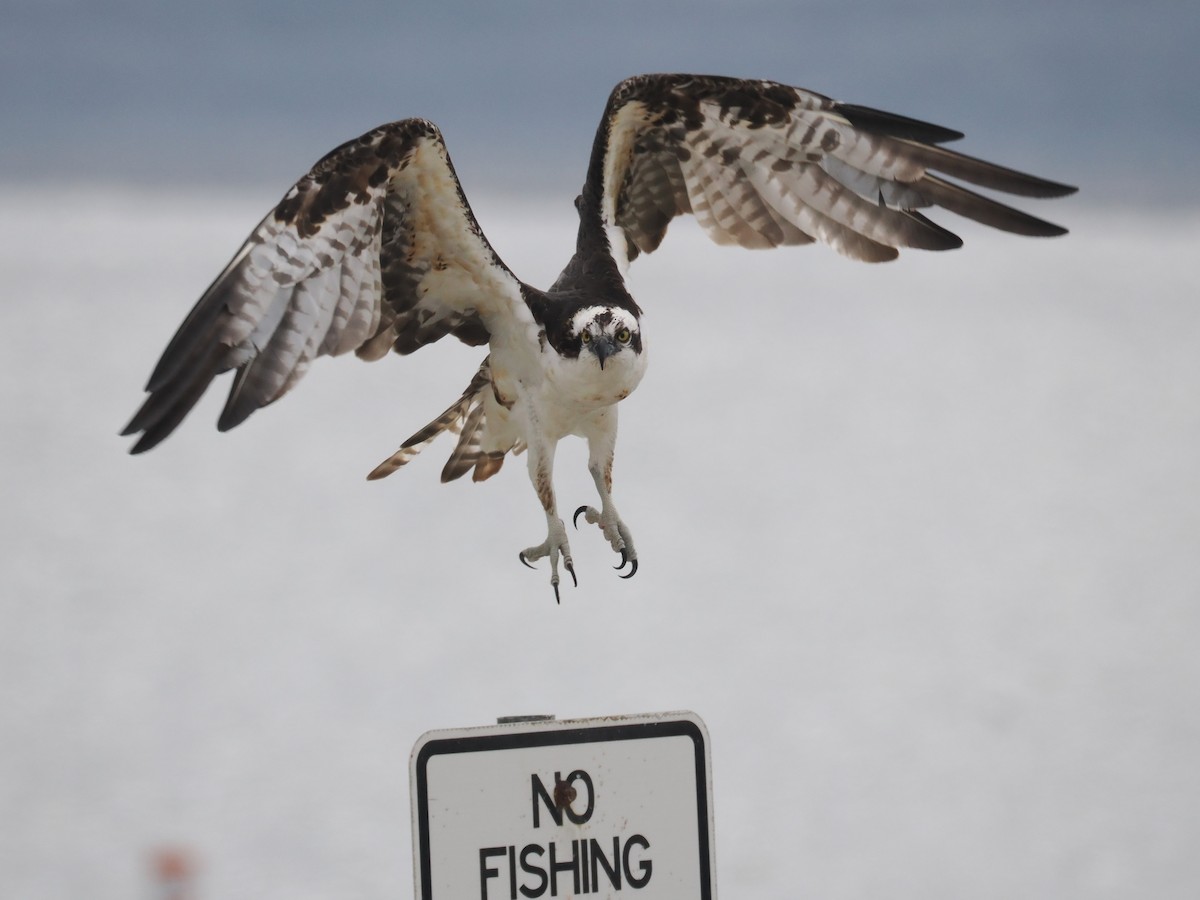 Osprey - ML646375086