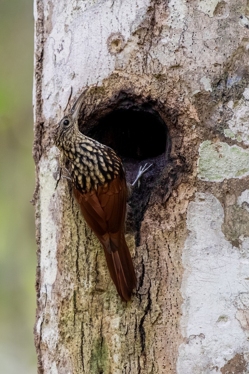 Black-striped Woodcreeper - ML646375088