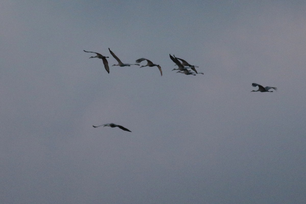 Sandhill Crane - ML646375090