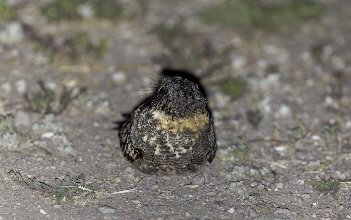Band-winged Nightjar - ML646375092
