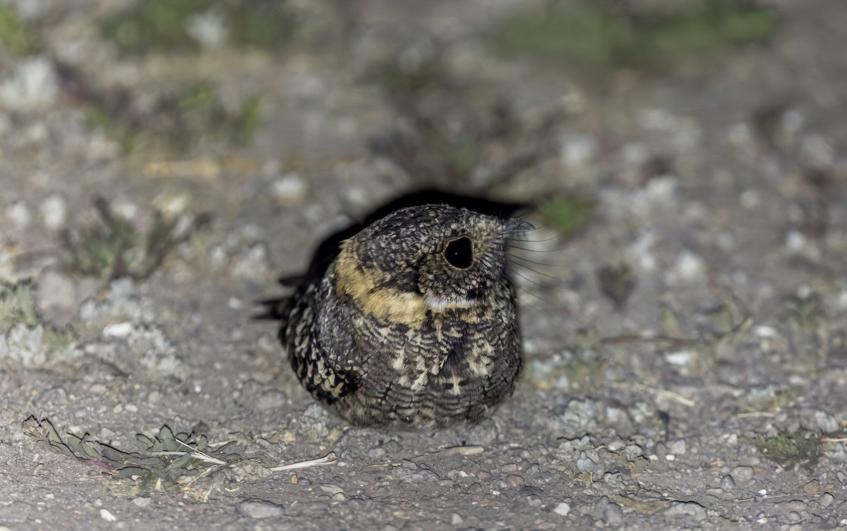 Band-winged Nightjar - ML646375093