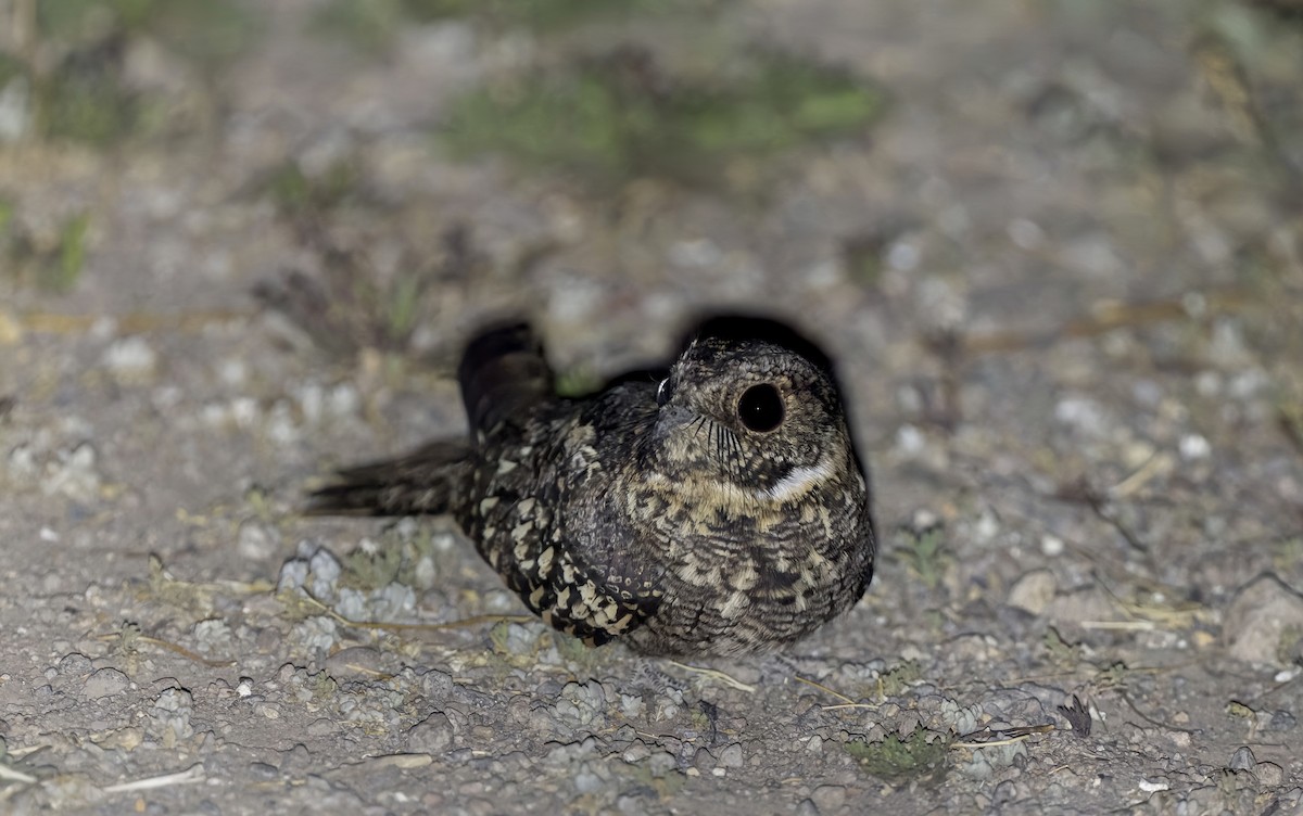Band-winged Nightjar - ML646375095