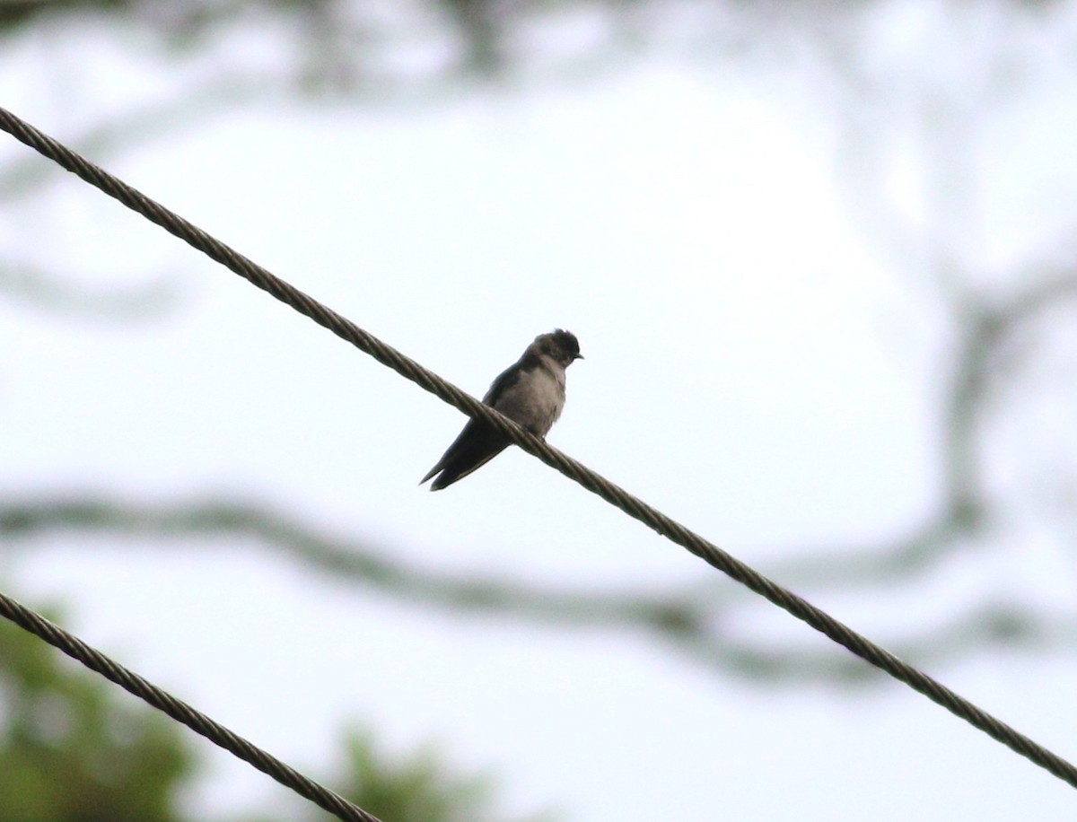 Southern Rough-winged Swallow - ML646375097
