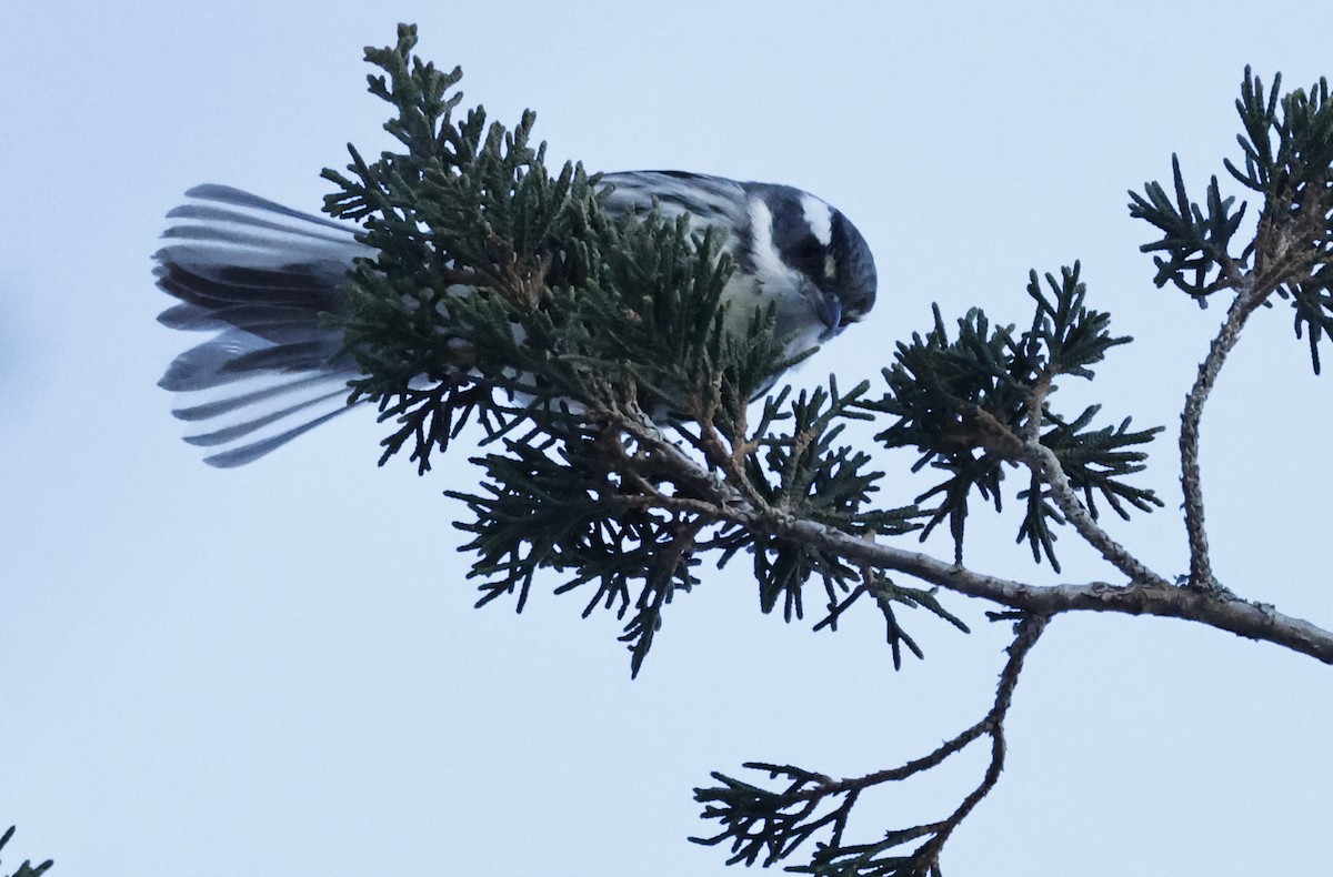 Black-throated Gray Warbler - ML646375098