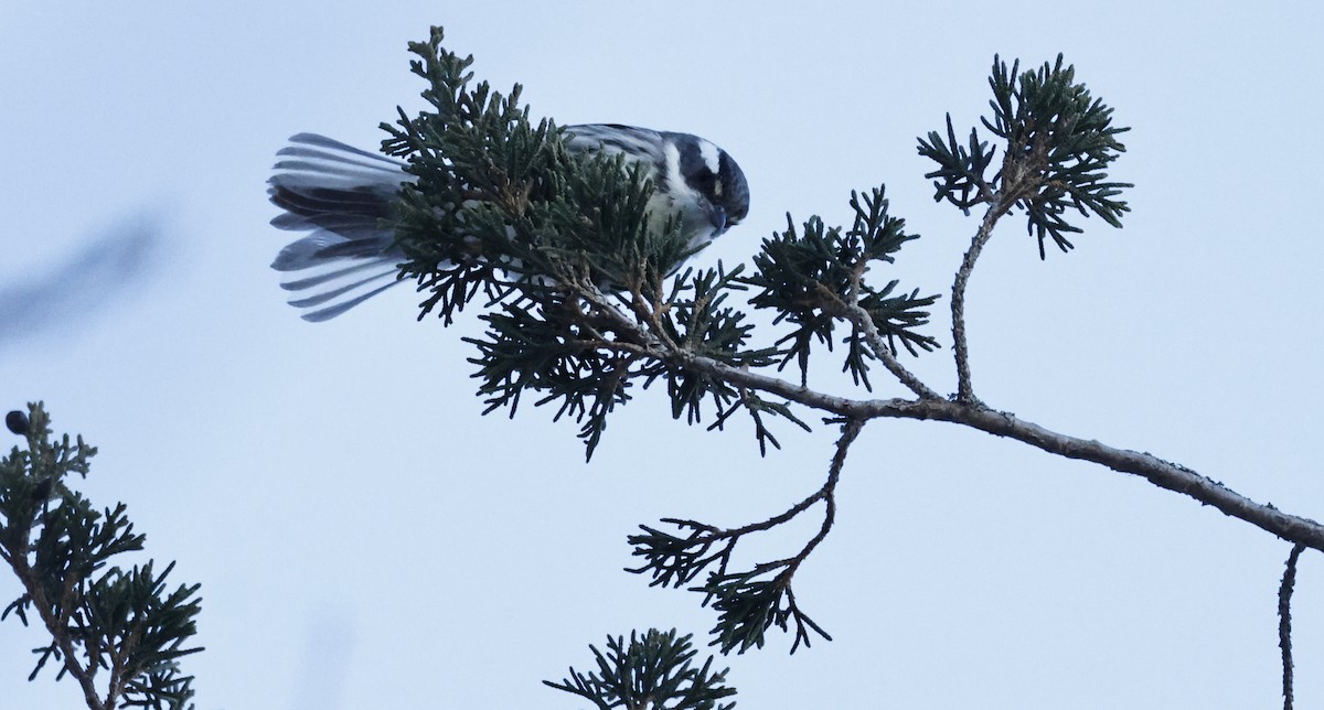Black-throated Gray Warbler - ML646375100