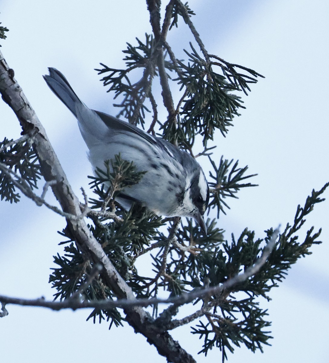 Black-throated Gray Warbler - ML646375101