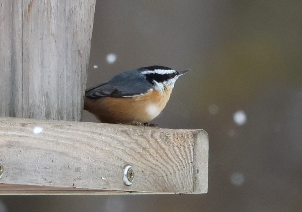 Red-breasted Nuthatch - ML646375102