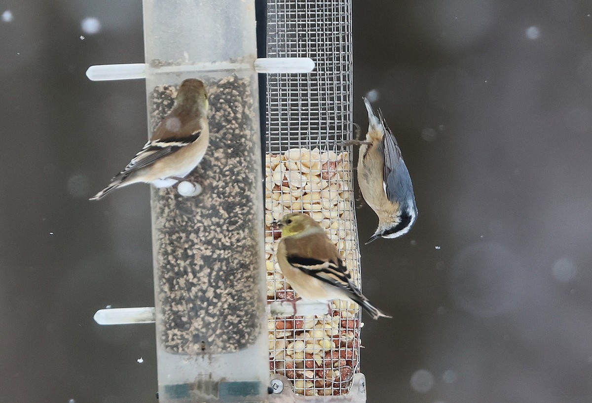 Red-breasted Nuthatch - ML646375103