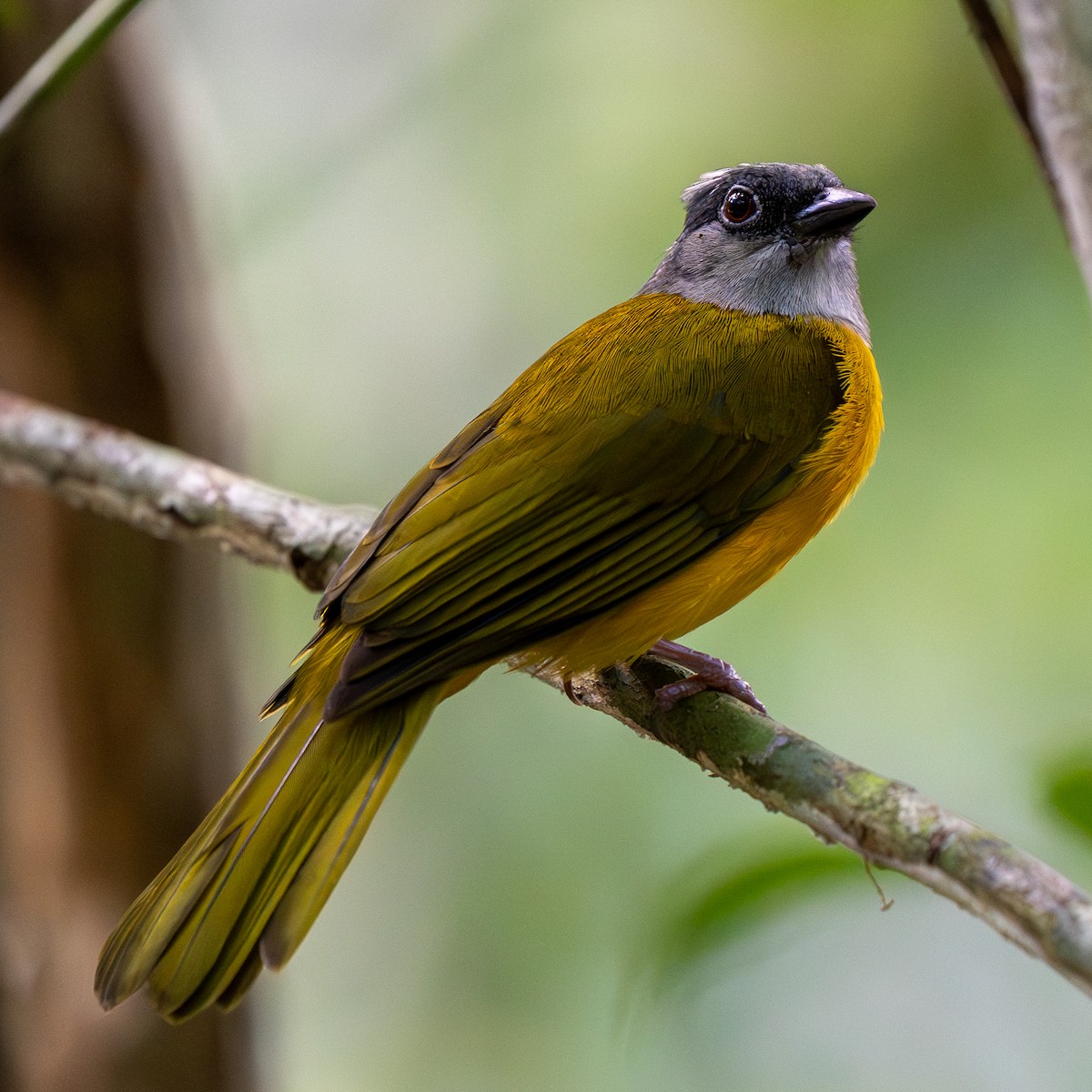 Gray-headed Tanager - ML646375105